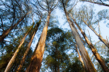 the trees in the forestの写真素材