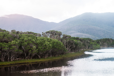 The lake with the treesの写真素材