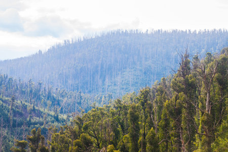 The pine trees on top