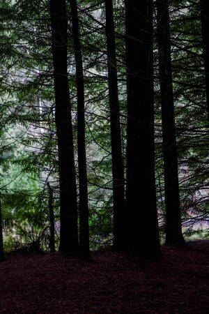 The trees in the forestの写真素材