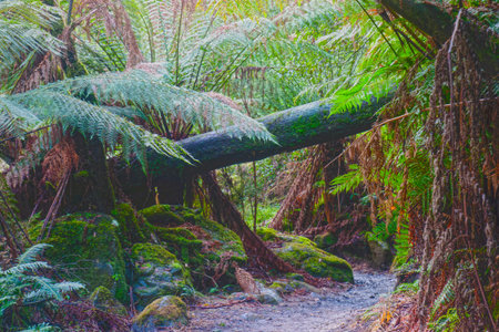 The fern in the forestの写真素材