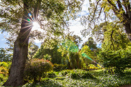 the park in Melbourne Australiaの写真素材