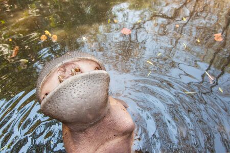 The hippopotamus in the pond, Chiangmai Zoo, Chiangmai, Thailandの写真素材