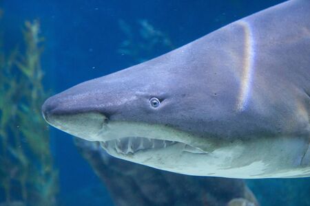 The shark in the tank. at Siam Ocean Worldの写真素材