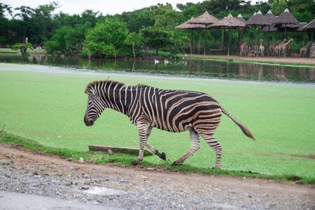The zebra near the pond in the safariの写真素材