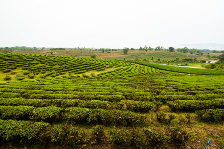 Tea field in Thailand with rain. Chiang Raiの写真素材