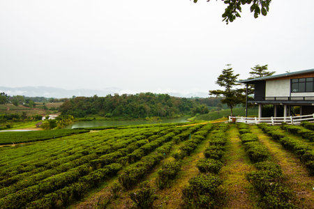 Tea field in Thailand with rain. Chiang Rai
