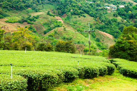 Tea field in Thailand with rain. Chiang Raiの写真素材