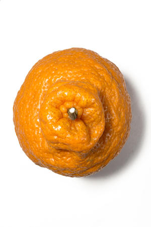 tangerineの写真素材