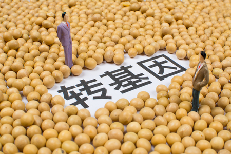 Transgenic soy beansの写真素材