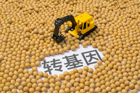 Transgenic soy beansの写真素材