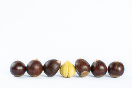 Chestnut white backgroundの写真素材
