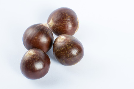 Chestnut white backgroundの写真素材
