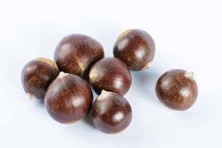 Chestnut white backgroundの写真素材