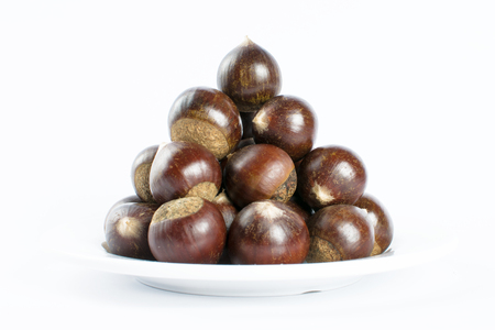 Chestnut white backgroundの写真素材