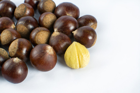 Chestnut white backgroundの写真素材