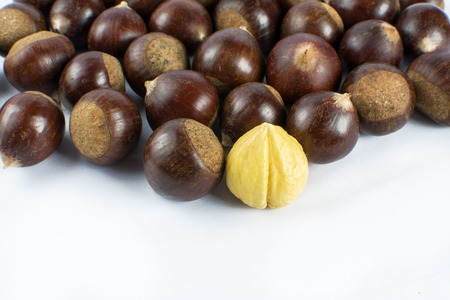 Chestnut white backgroundの写真素材