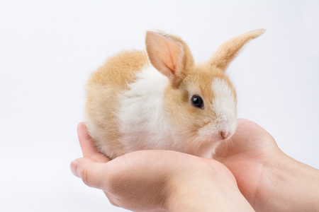 Bunny against white backgroundの写真素材