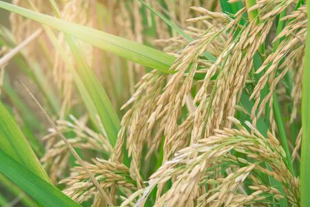 paddy is ready to be harvestedの写真素材