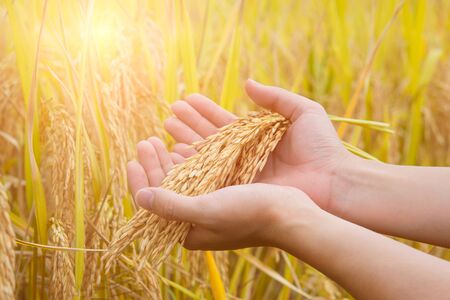 paddy is ready to be harvestedの写真素材