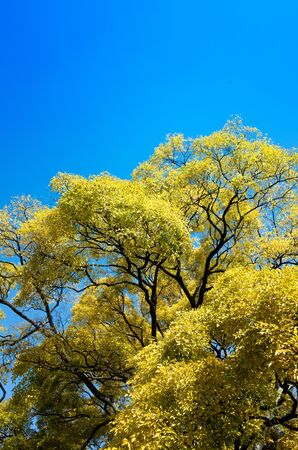 A big tree with golden leaves under the blue skyの写真素材