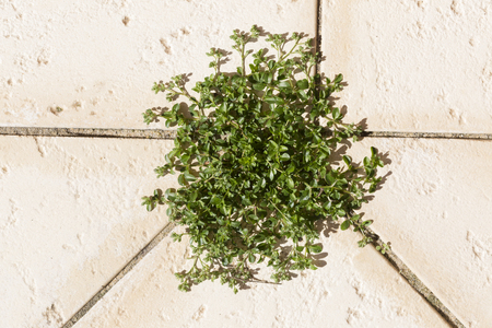 A weed growing in the space between pavers.の写真素材