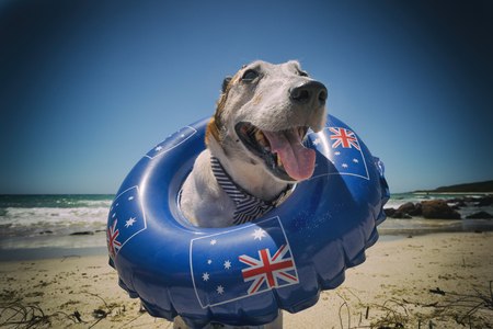 A dog celebrating Australia Day on the Beach, as is tradition.の写真素材