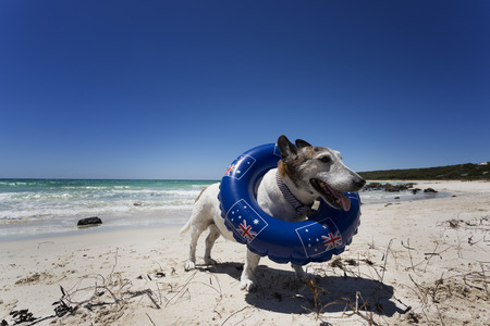 A dog celebrating Australia Day on the Beach, as is tradition.の写真素材