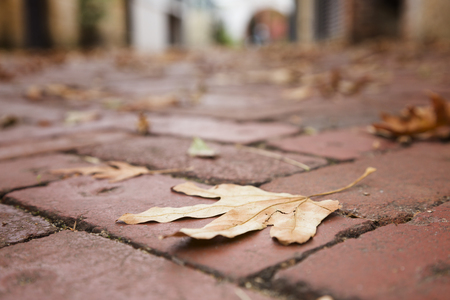 An autumn leaf on a paved street, selective focus.の写真素材