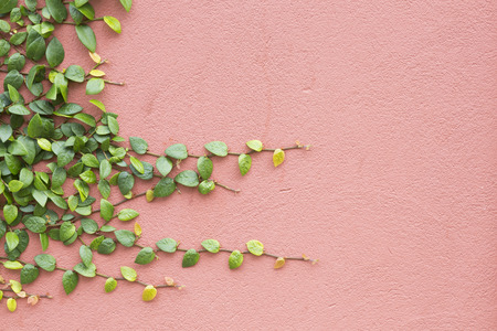 Ivy creeping along a blank wall making a perfect background.の写真素材
