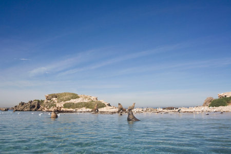 Seals in their natural habitat resting at Seal Island Western Australia.