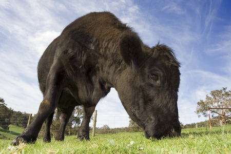 Close up of a dark brown cow grazing on a farm.の写真素材