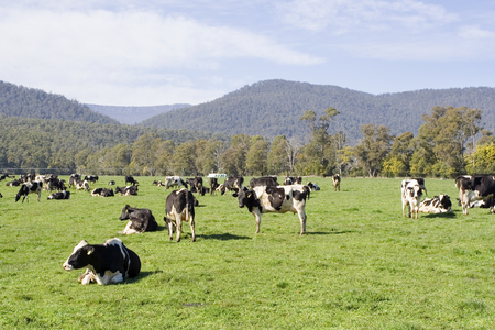 A herd of cows in a green field in Tasmania, Australia.の写真素材
