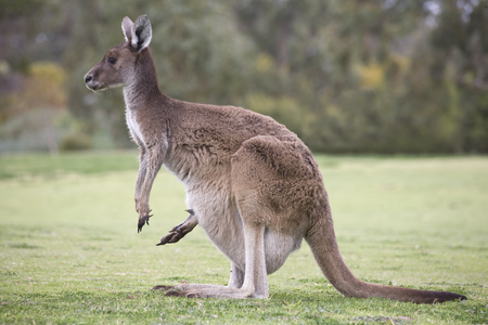 The leg of a joey showing from the pouch of a female kangaroo.の写真素材