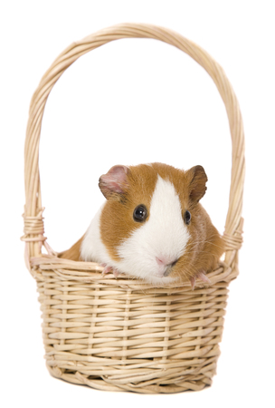 A cute Guinea Pig in a basket.の写真素材