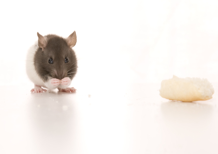 A cute baby rat eating.の写真素材