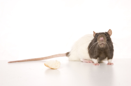 A rat on white background.の写真素材