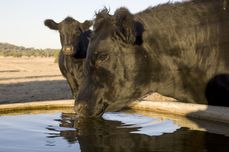 A cow drinking on an Aussie farm.の写真素材