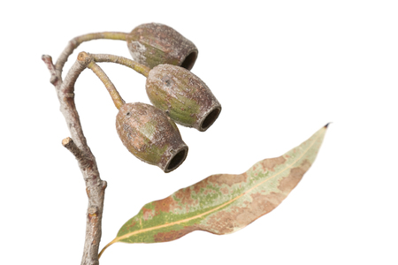 Australian Eucalyptus gum nuts on a white background.の写真素材