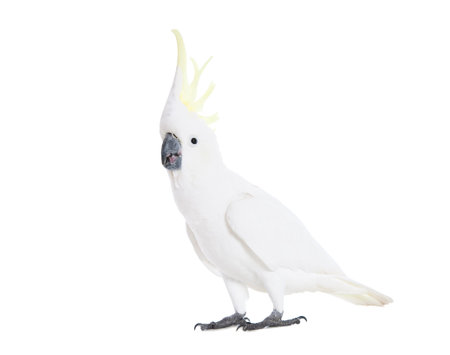 A Sulphur Crested Cockatoo full length on white.