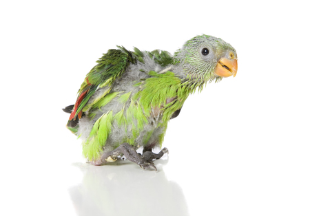 Curious baby Alexandrine Parrot with patchy feathers on white backgound.の写真素材