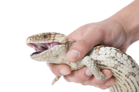 A person holding an angry Blue Tongue Lizard.の写真素材