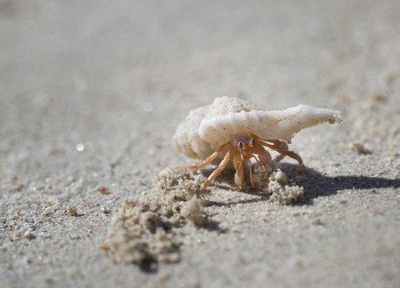 A small Hermit Crab crawling along the sand at a beach.の写真素材