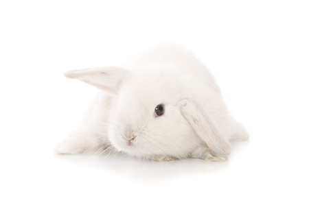 A white lop eared bunny isolated on white.の写真素材