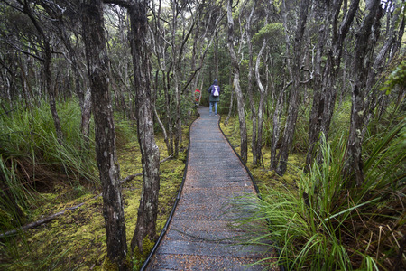 The path on the Goblin Forest walk near Poimena, north east of Tasmania.の写真素材