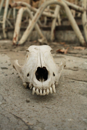 Skull of a dogの写真素材