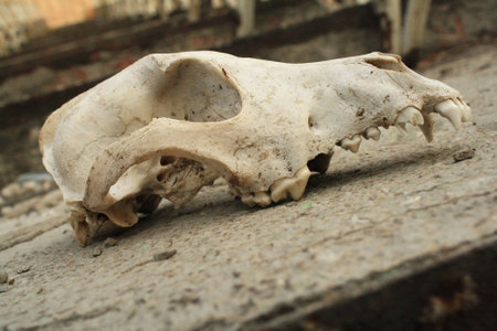 Skull of a dogの写真素材