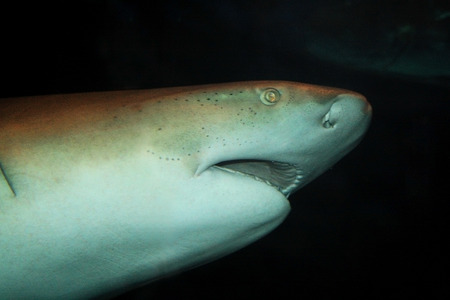 Shark's Headの写真素材