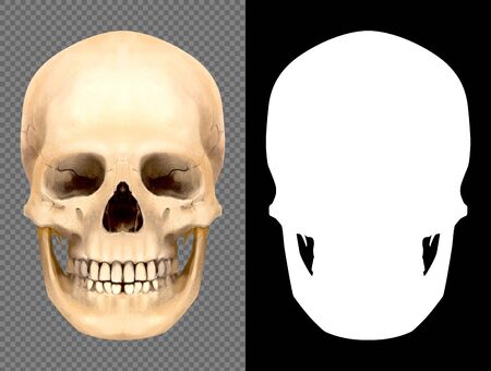 Hand drawn digital painting of Skull. This is high resolution isolated illustration with alpha channel mask.の写真素材
