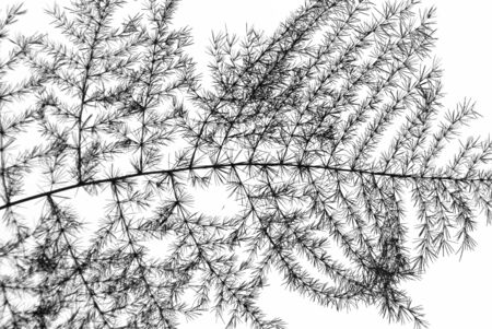 Pine Leaf in silhouettteの写真素材